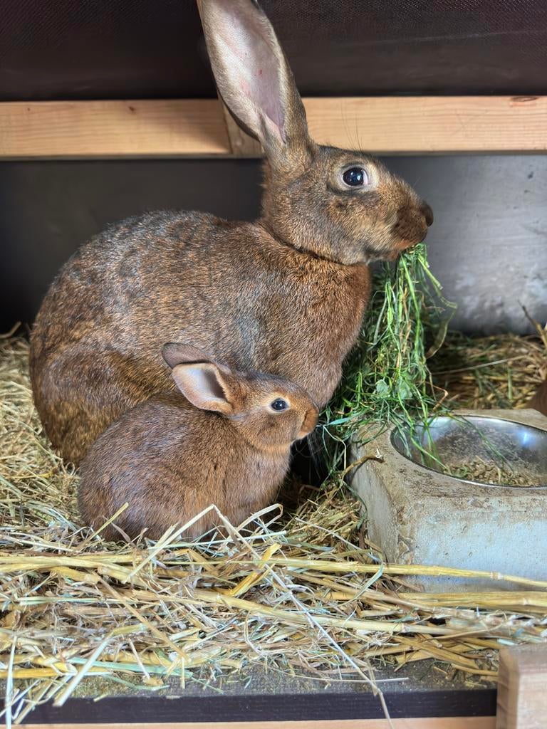 Belgische Hazen, nu te reserveren., Dieren en Toebehoren, Konijnen, Meerdere dieren, Middelgroot, 0 tot 2 jaar