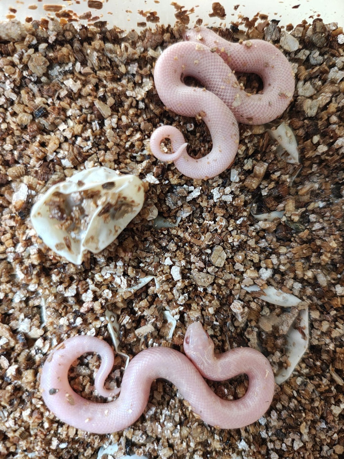 Heterodon nasicus, Slang, 0 tot 2 jaar