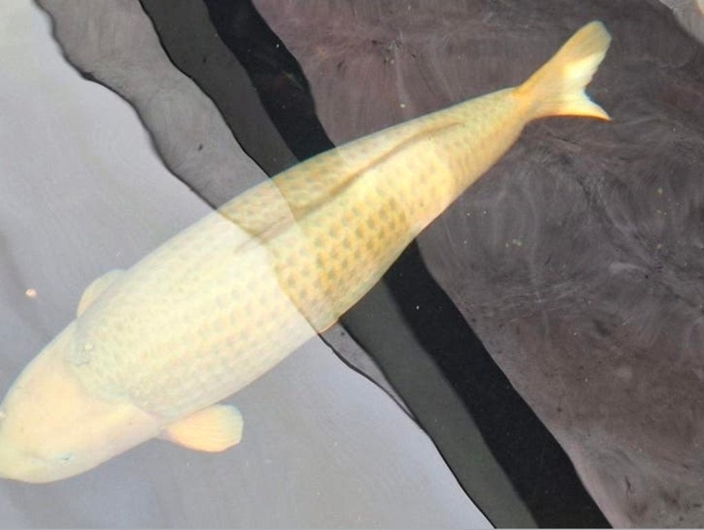 Grote jumbo chagoi 85 cm, Karper of Koi