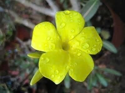 Caudex Pachypodium Rosulatum van oorsprong uit Madagaskar, Huis en Inrichting, Kamerplanten, Overige soorten, Minder dan 100 cm