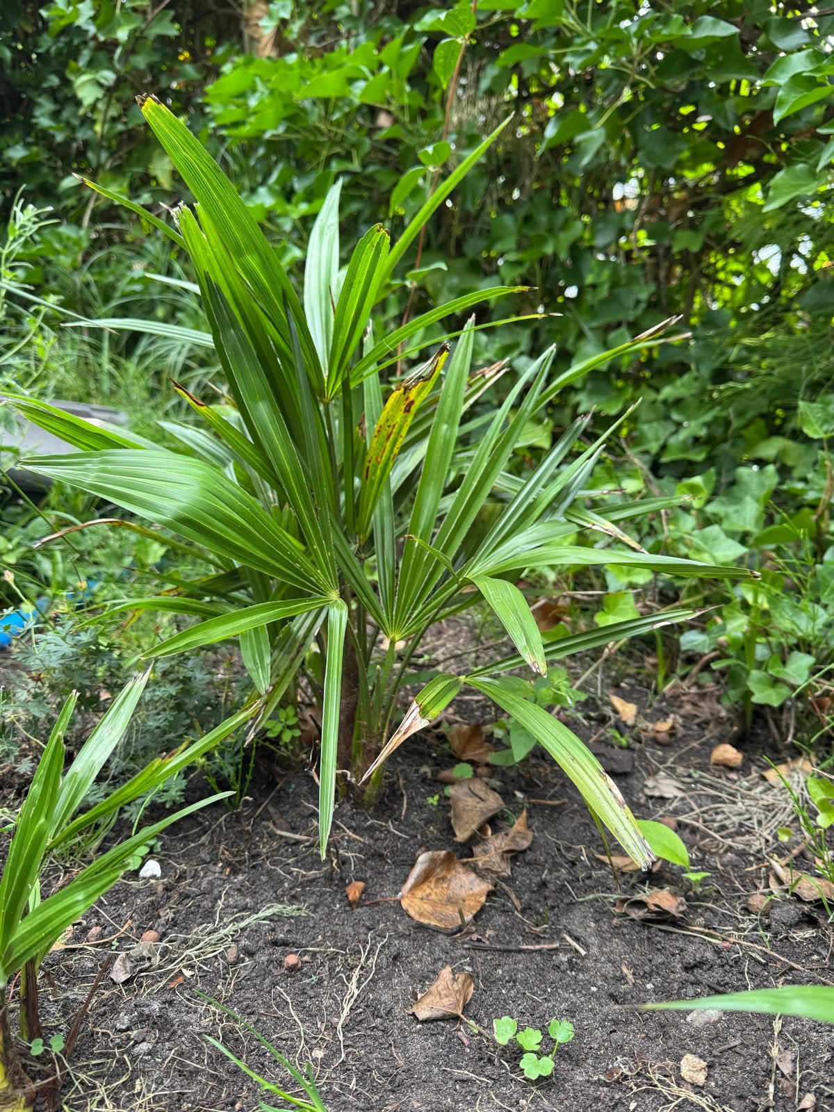 Trachycarpus fortunei palmboom - Winterharde Waaierpalm, Vaste plant, Bloeit niet, Halfschaduw, Ophalen