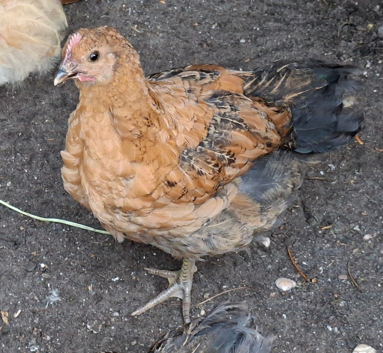 Twee (of een) haantje kruising Orpington en Jersey Giant, Dieren en Toebehoren, Pluimvee, Mannelijk, Kip