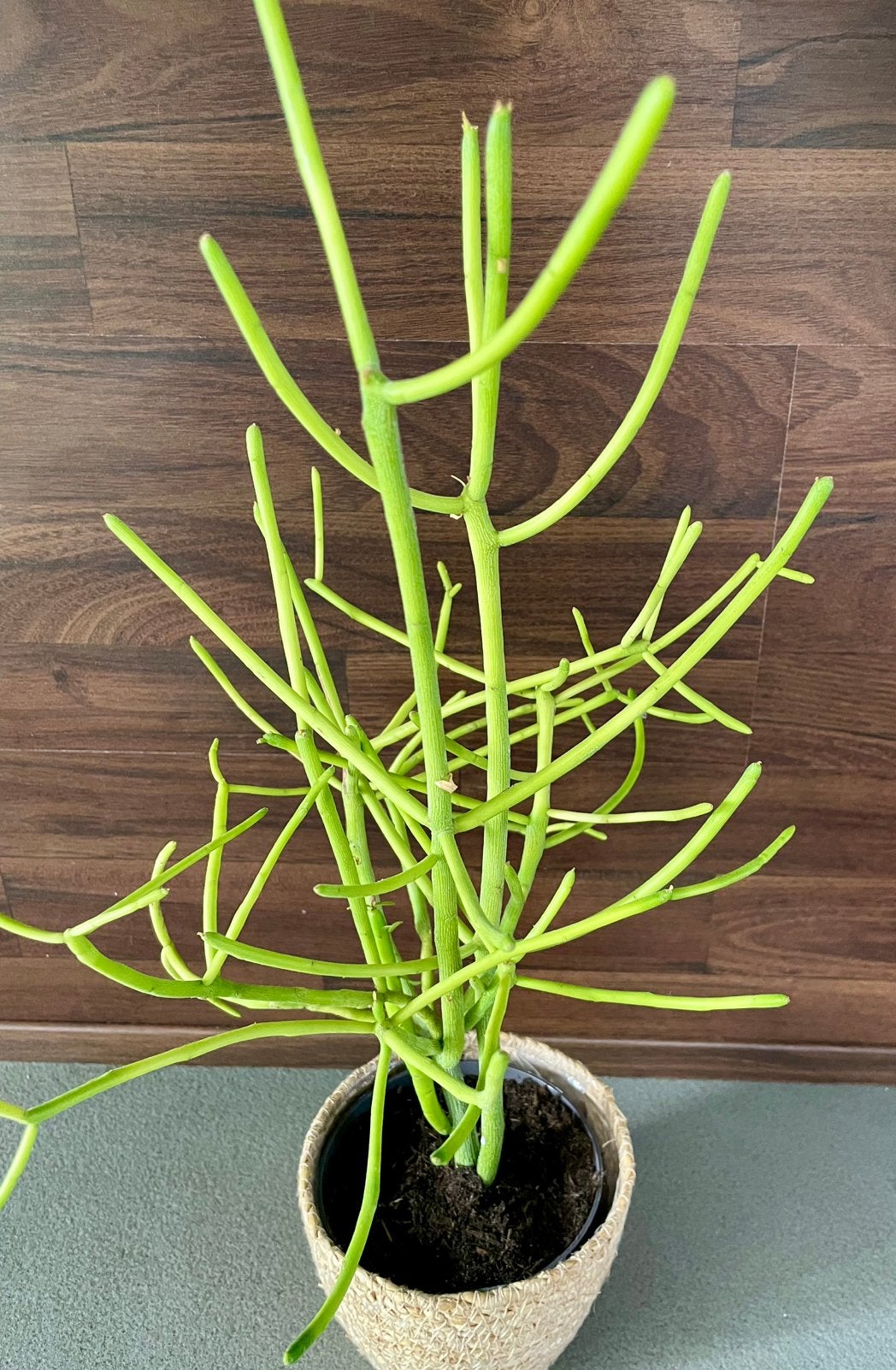 Potloodplant in rieten pot, Ophalen, Vetplant, In pot, Minder dan 100 cm