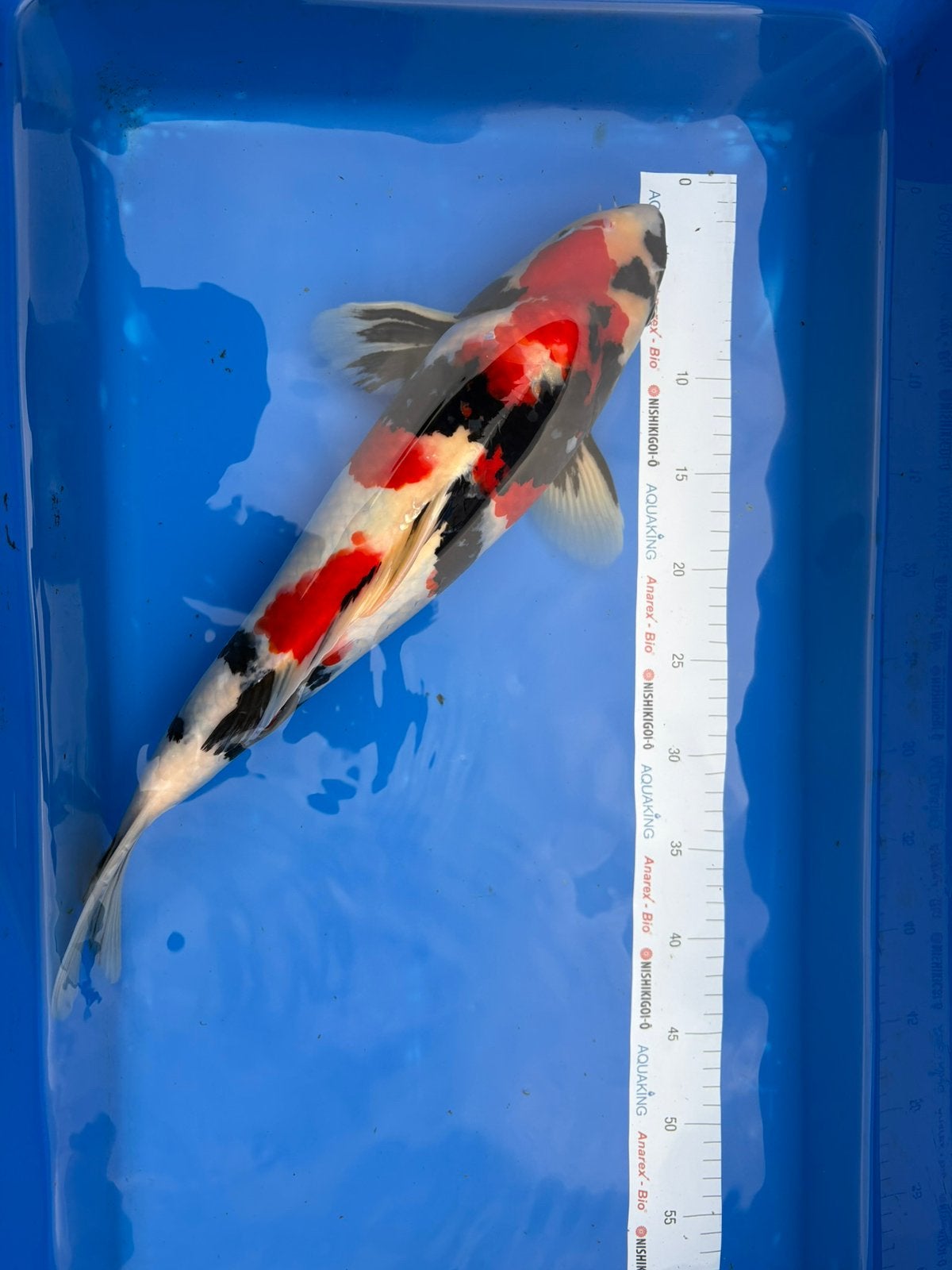 Prachtige showa, kansuke, 45-50 cm, 2 jaar, Karper of Koi