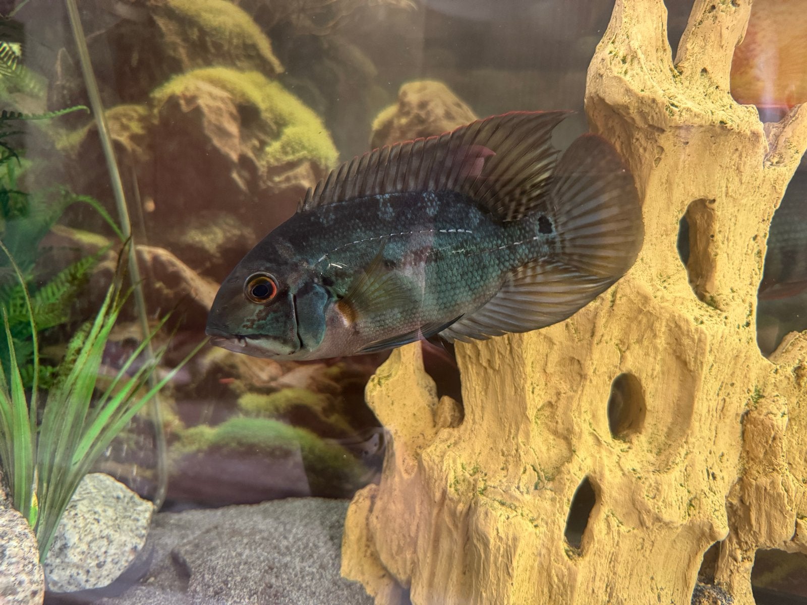 Hoplarchus psittacus - papagaaicichlide, Dieren en Toebehoren, Vis, Zoetwatervis