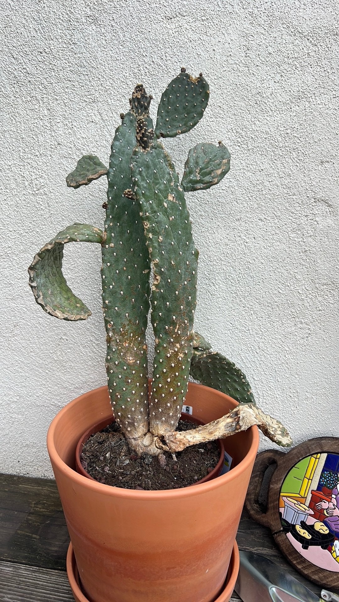 Cactus, Ophalen of Verzenden, Cactus, Volle zon, Minder dan 100 cm