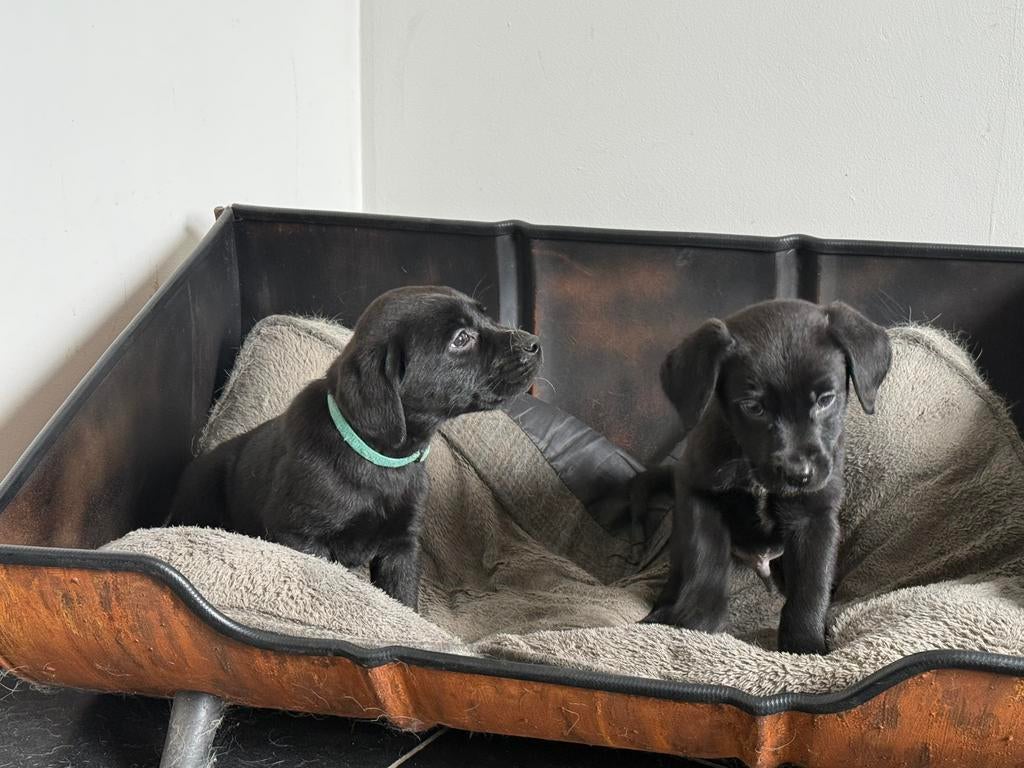 Twee speelse Labrador pups, Reu, 8 tot 15 weken, Labrador retriever, Parvo