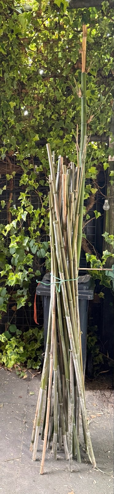 Bamboe stokken voor tuin of decoratie, Tuin en Terras, Ophalen, Bloeit niet, Overige soorten, Halfschaduw