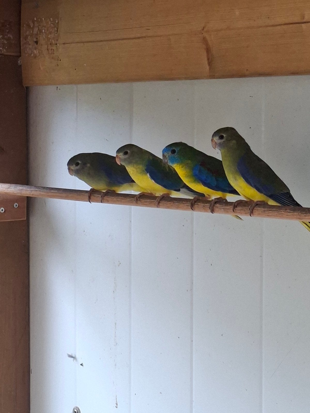 Turquoisine poppen, Dieren en Toebehoren, Meerdere dieren, Parkiet