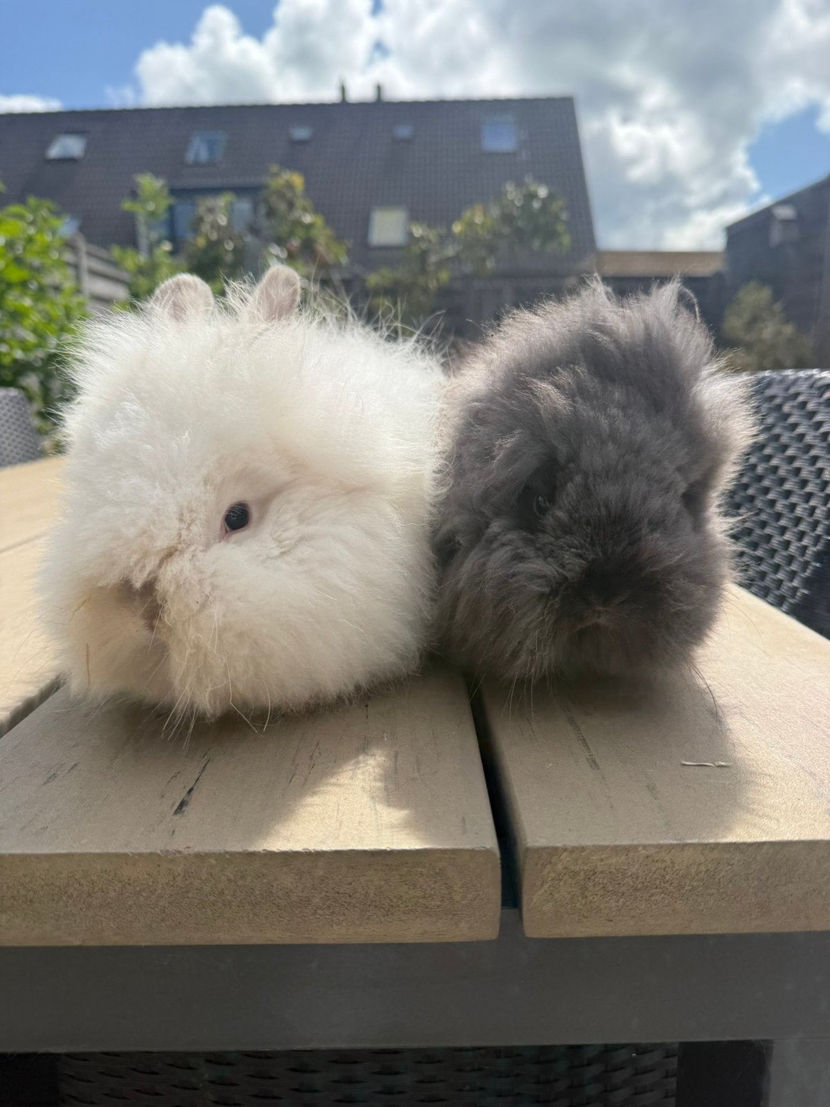 Lieve jonge Teddy’s (ram+voedster), Dieren en Toebehoren, Konijnen, Meerdere dieren, Dwerg