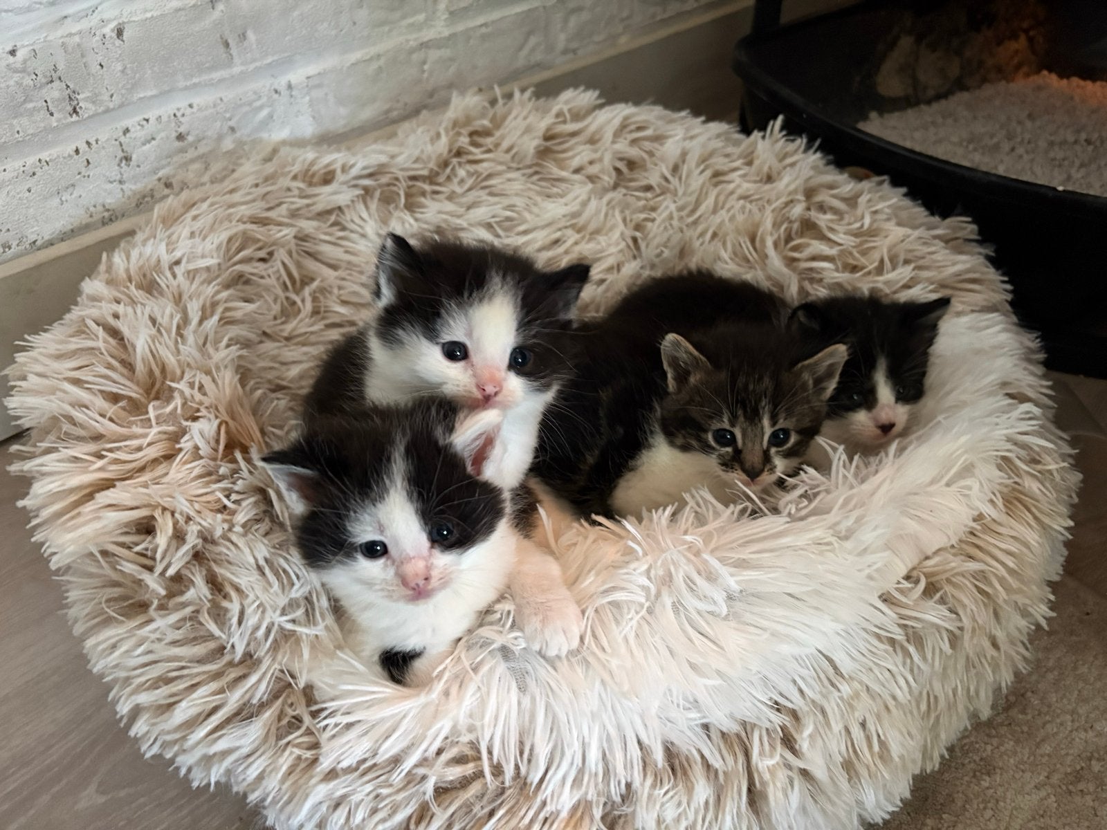 Kittens (voor nu hebben alle kittens een kijker), Meerdere dieren, Kortharig, 0 tot 2 jaar
