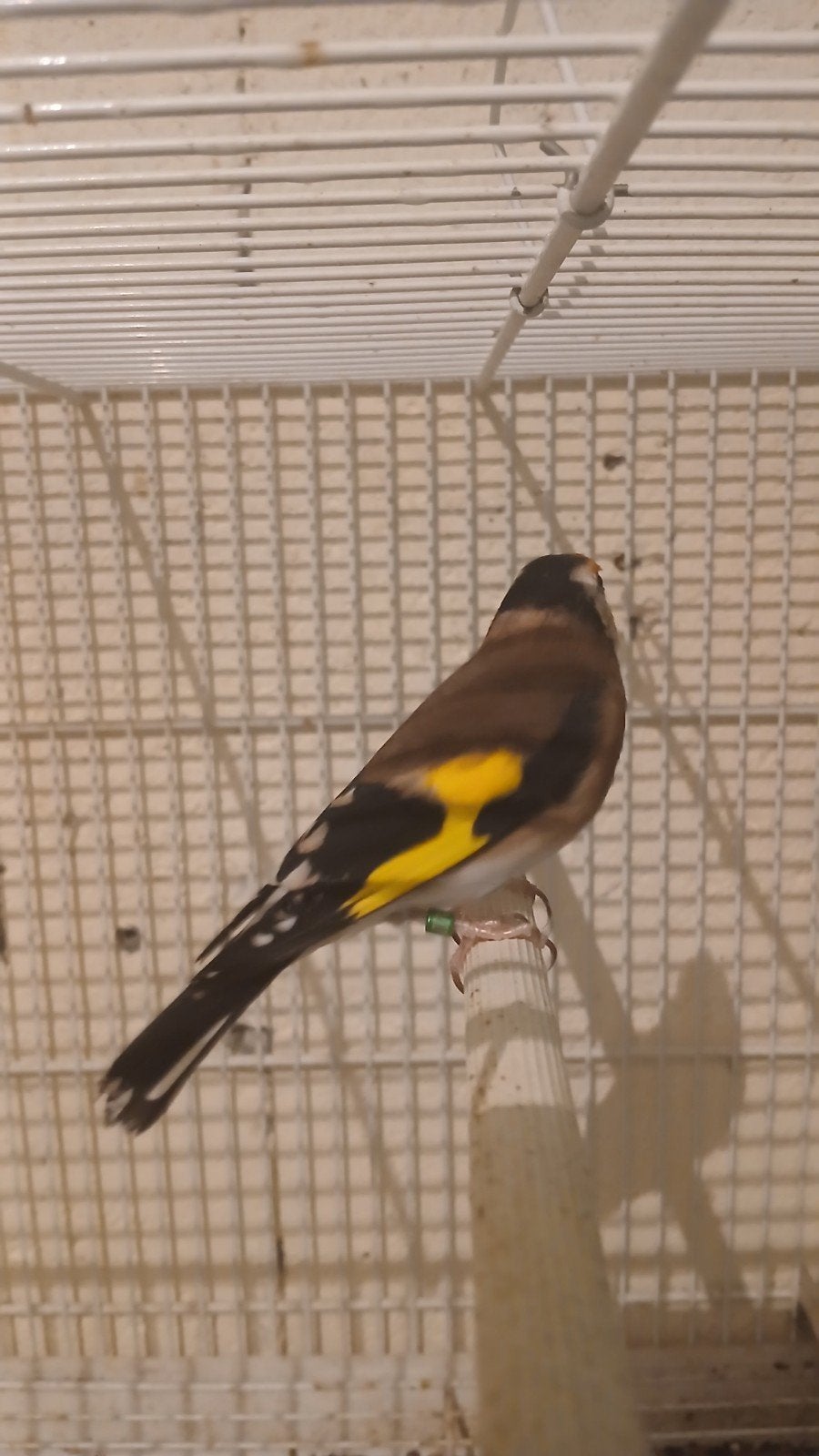 parvas putters  Zuiver kleine jonge vogels 2026.DZ.