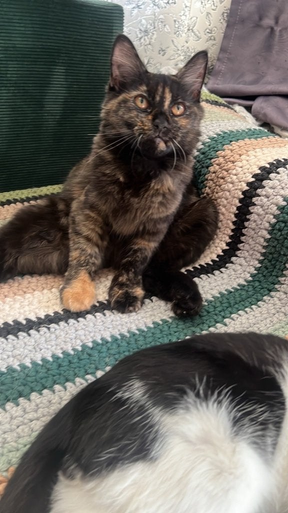 Kat, Kater