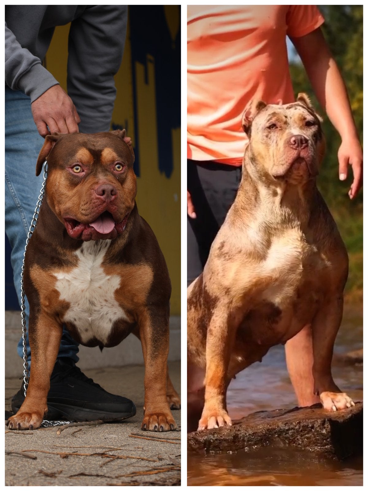 NEST AANKONDIGING AMERCIAN BULLY XL, 8 tot 15 weken, Bulldog, Meerdere, Meerdere dieren