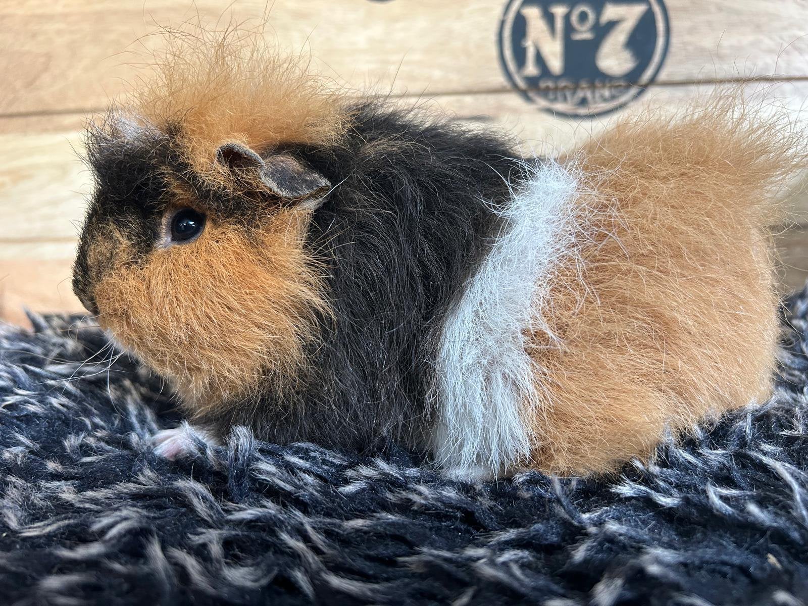 Mooie lieve ch teddy cavia zeug, Cavia, Februari, Vrouwelijk, Tam