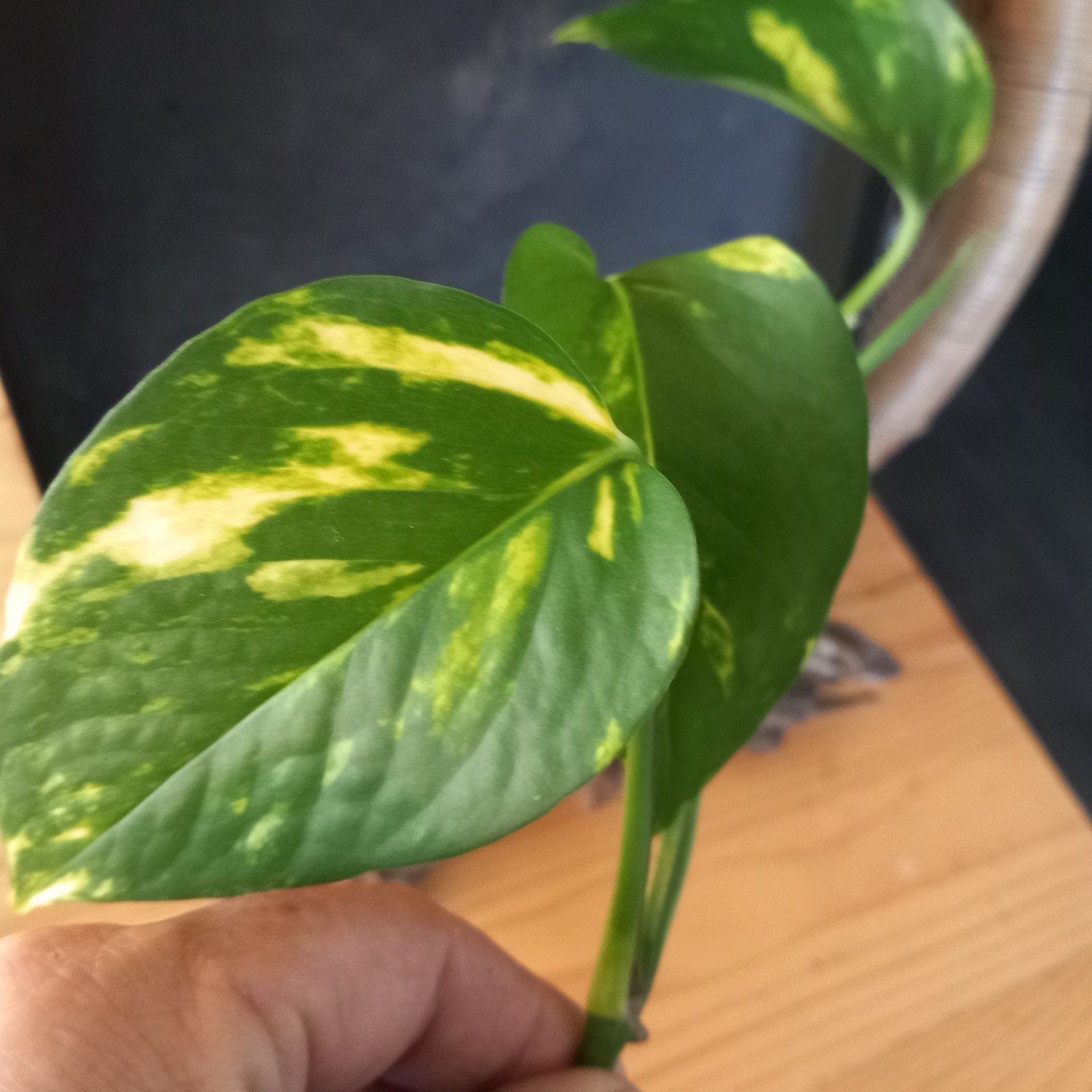 epipremnum aureum stek nr 80, Huis en Inrichting, Ophalen of Verzenden, Halfschaduw, Minder dan 100 cm