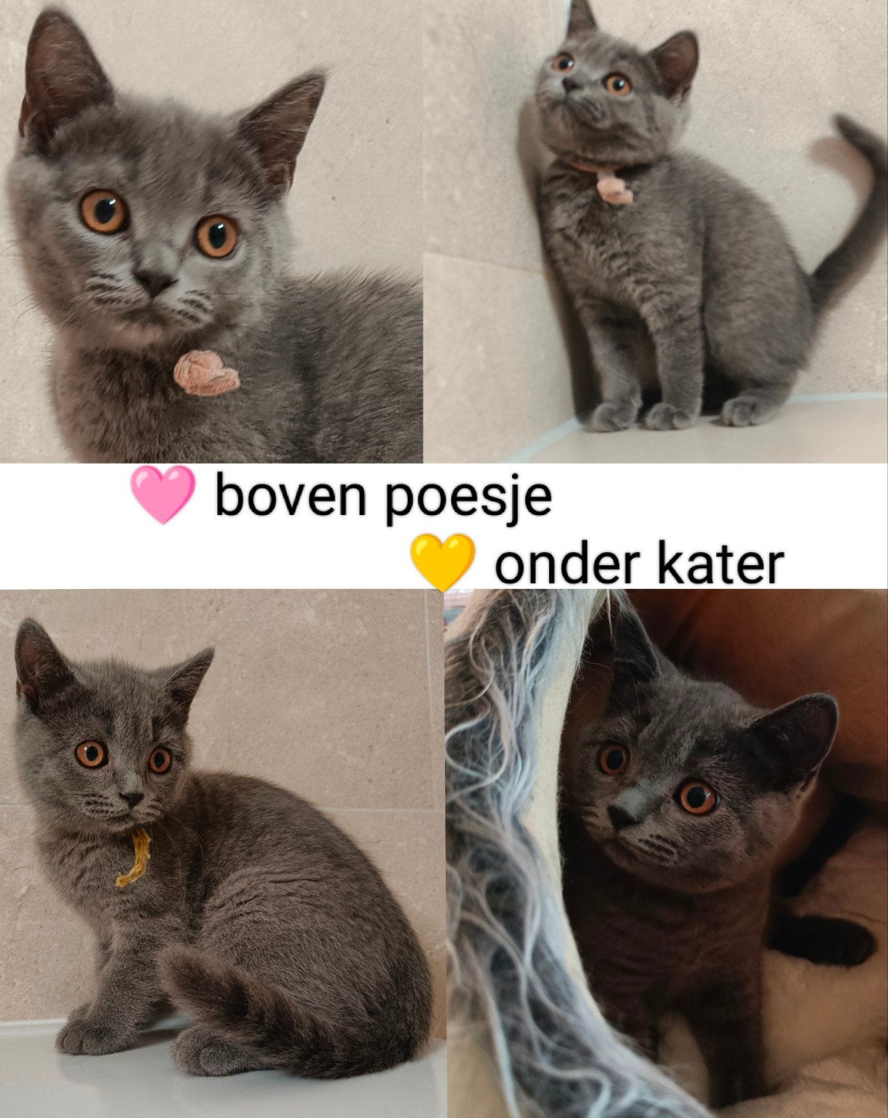 Leuke Britse korthaar kittens incl vaccinatie 2x en DA check, Meerdere dieren, Ontwormd, 0 tot 2 jaar