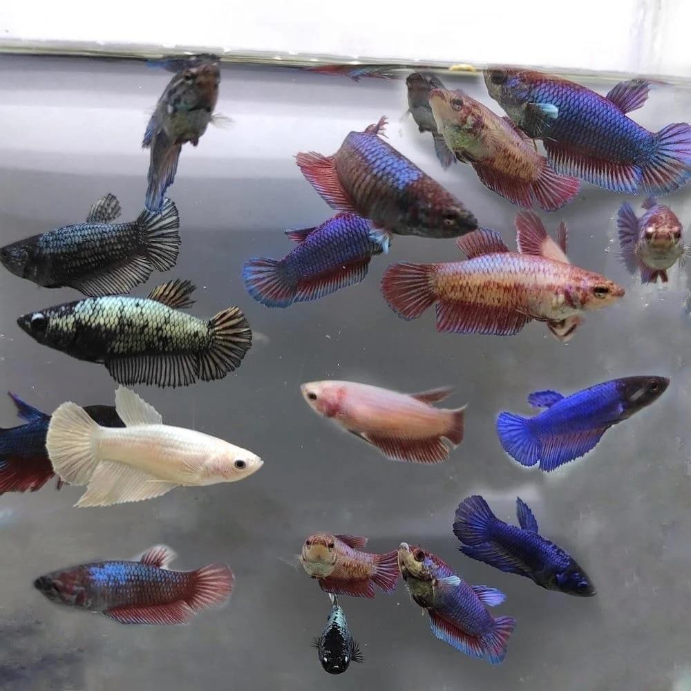 Betta Female - Siamese Kempis Vrouw, Dieren en Toebehoren, Vis