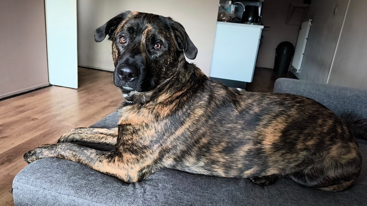 Hummer zoekt een  actief huisje met een gouden mandje, Dieren en Toebehoren, Honden | Herdershonden en Veedrijvers, Reu, 1 tot 2 jaar