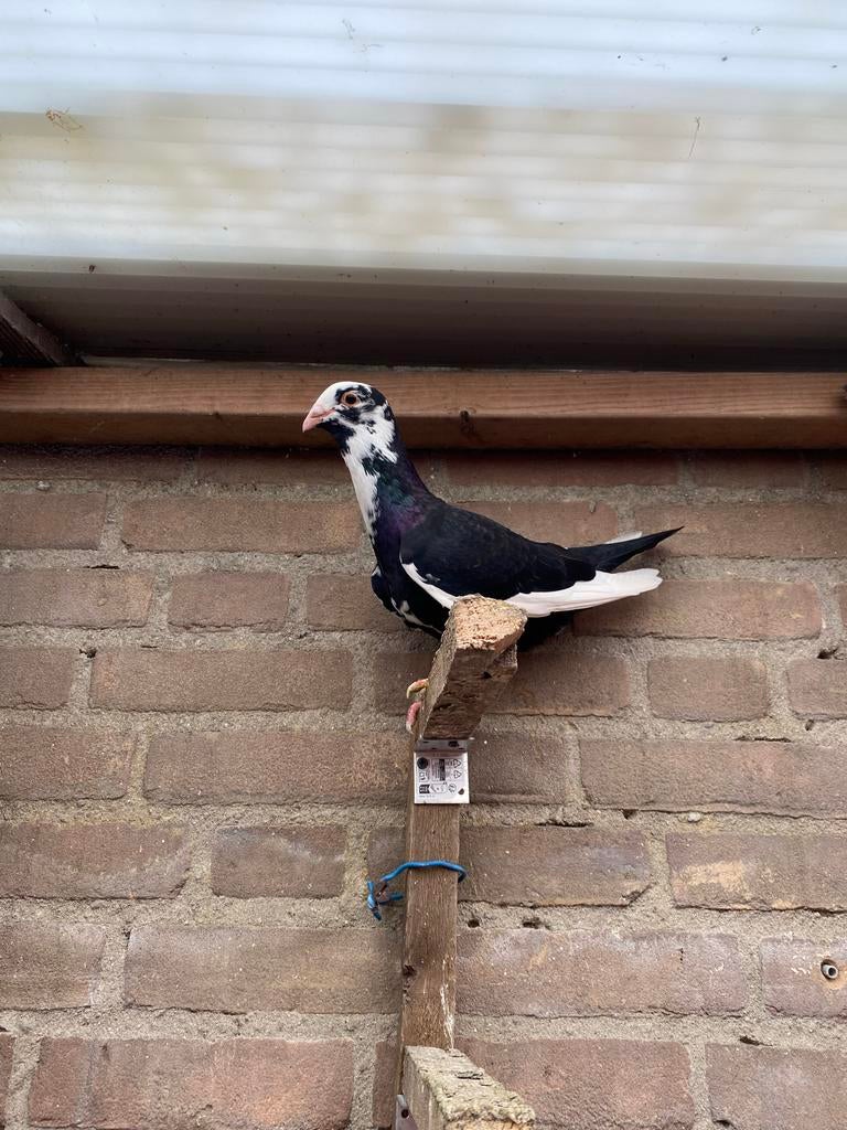 8 duiven, Meerdere dieren