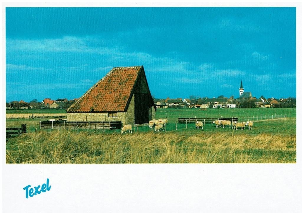 Ansichtkaart Texel, Gezicht op Den Hoorn, schapenboet, Verzamelen, Ansichtkaarten | Nederland, Ongelopen, Waddeneilanden, 1980 tot heden