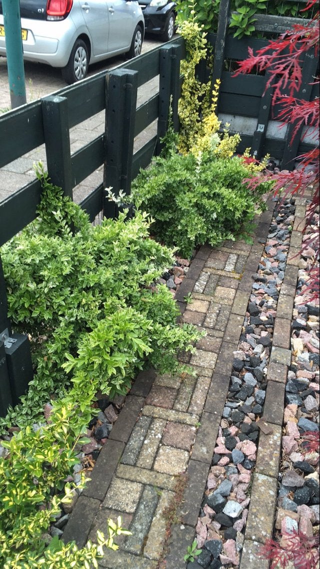 Tuinplanten, Ophalen of Verzenden