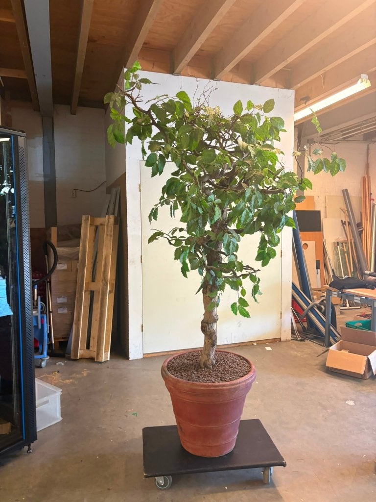 kunstplant, Ophalen, Kunstplant, 200 cm, Gebruikt