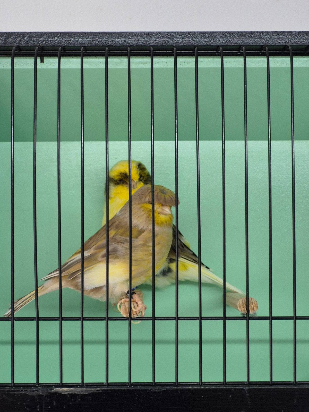 Koppel Glosters, Meerdere dieren, Postuurkanarie