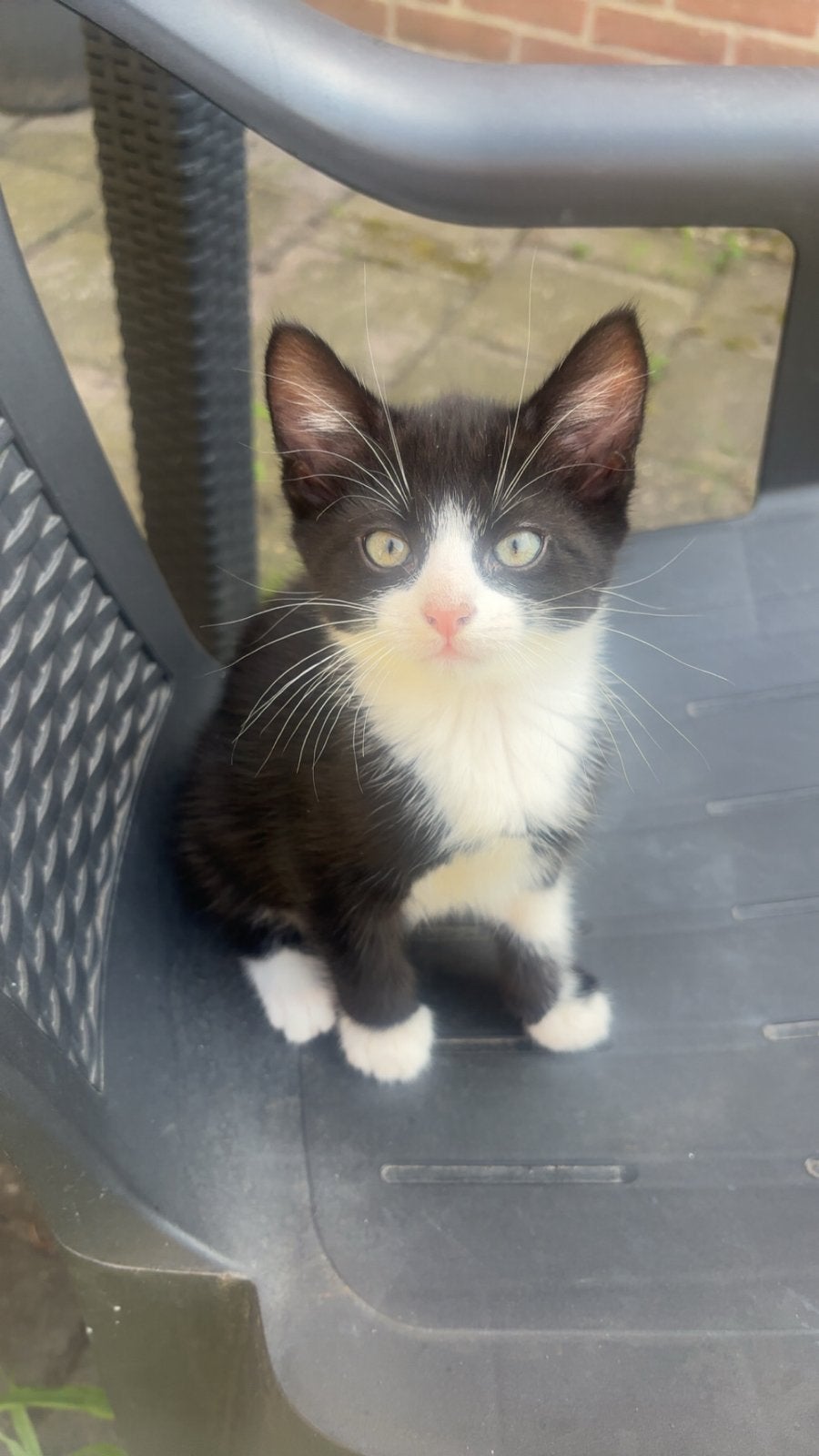 3 tuxedo kittens, Kater, Kortharig, 0 tot 2 jaar