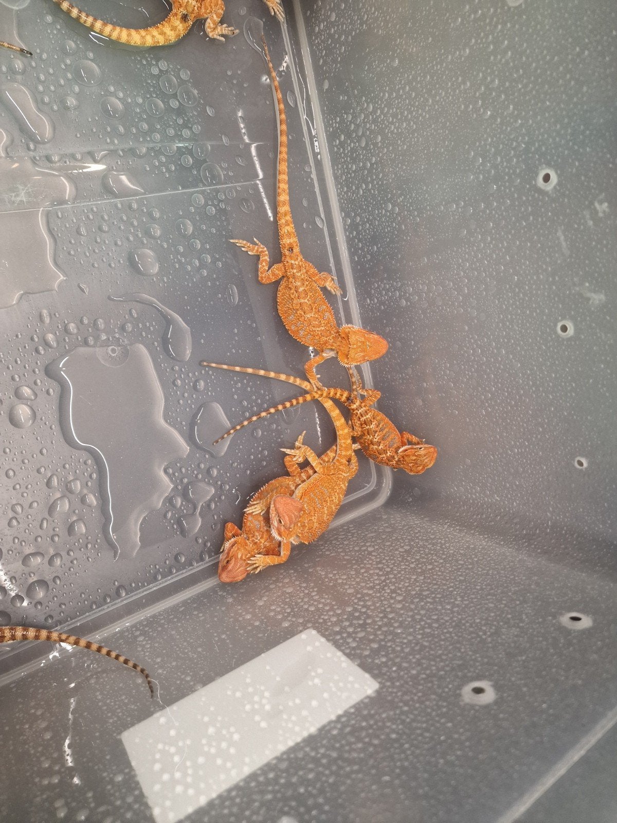 RED MONSTER BAARDAGAAM NAKWEEK – NU TE RESERVEREN Bearded Dragon photo 3