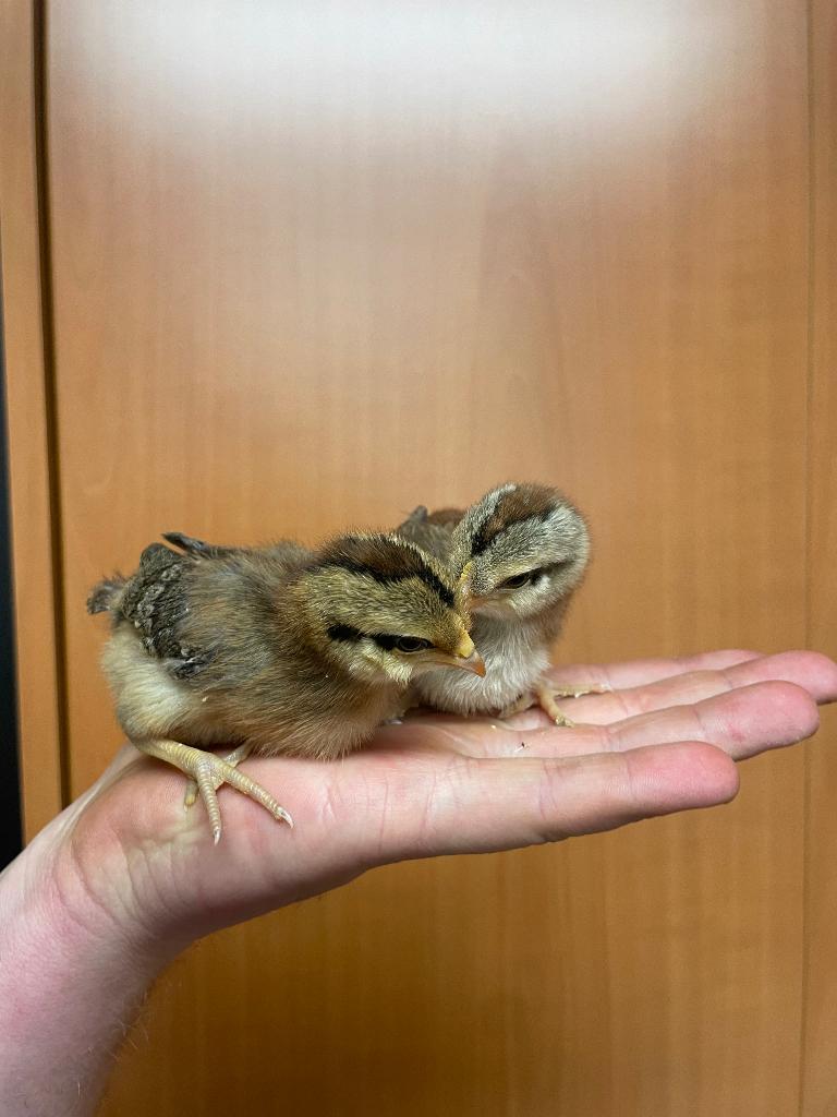 Broedeieren/kuikentjes Engelse leghorn, Dieren en Toebehoren, Geslacht onbekend, Kip