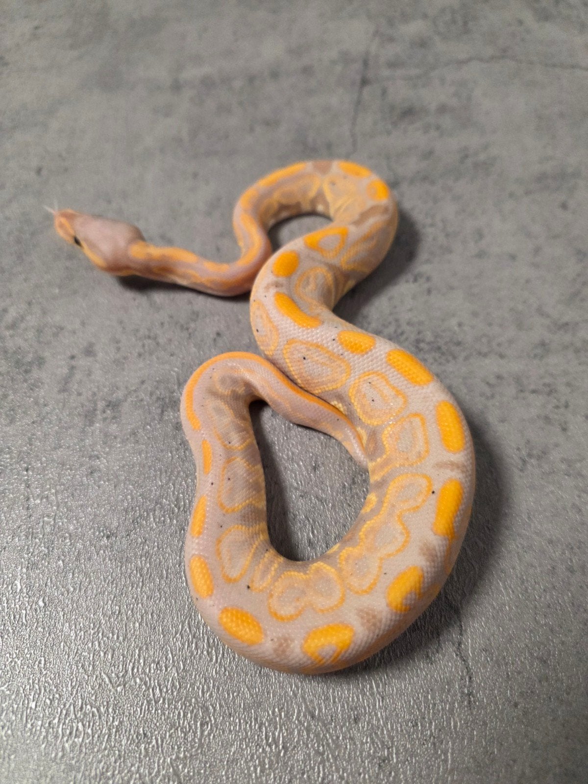 Femalemaker Barnhart Black Pastel Banana 50%Piebald♂️, Slang, 0 tot 2 jaar