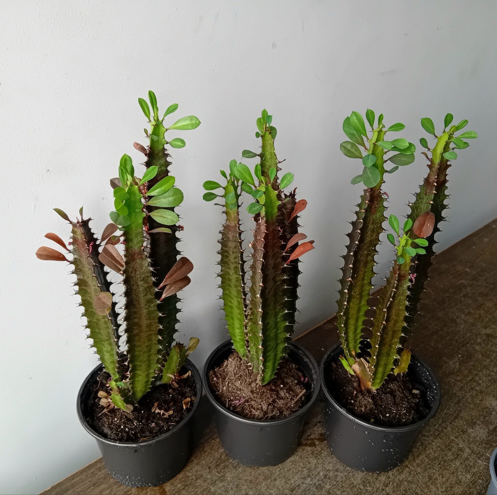 Cactus 30cm      Zon -> groen blad      Schaduw -> rood blad, Ophalen, Minder dan 100 cm, In pot, Cactus