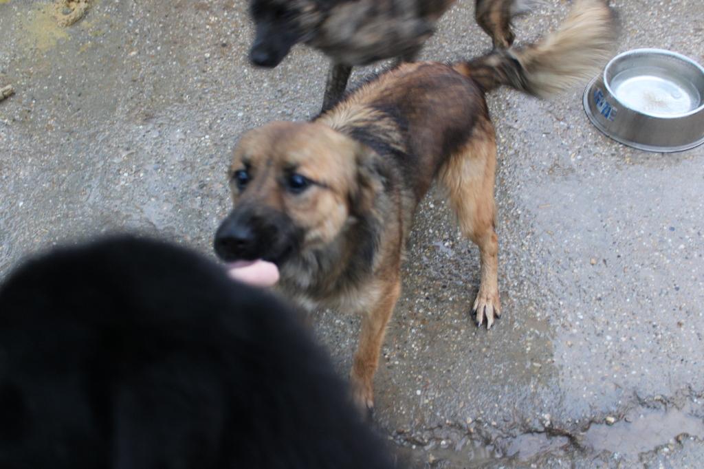 Vriendinnetjes Izzy (en Betty)ter adoptie!, Dieren en Toebehoren, Honden | Niet-rashonden, Particulier, Buitenland, Teef, Parvo