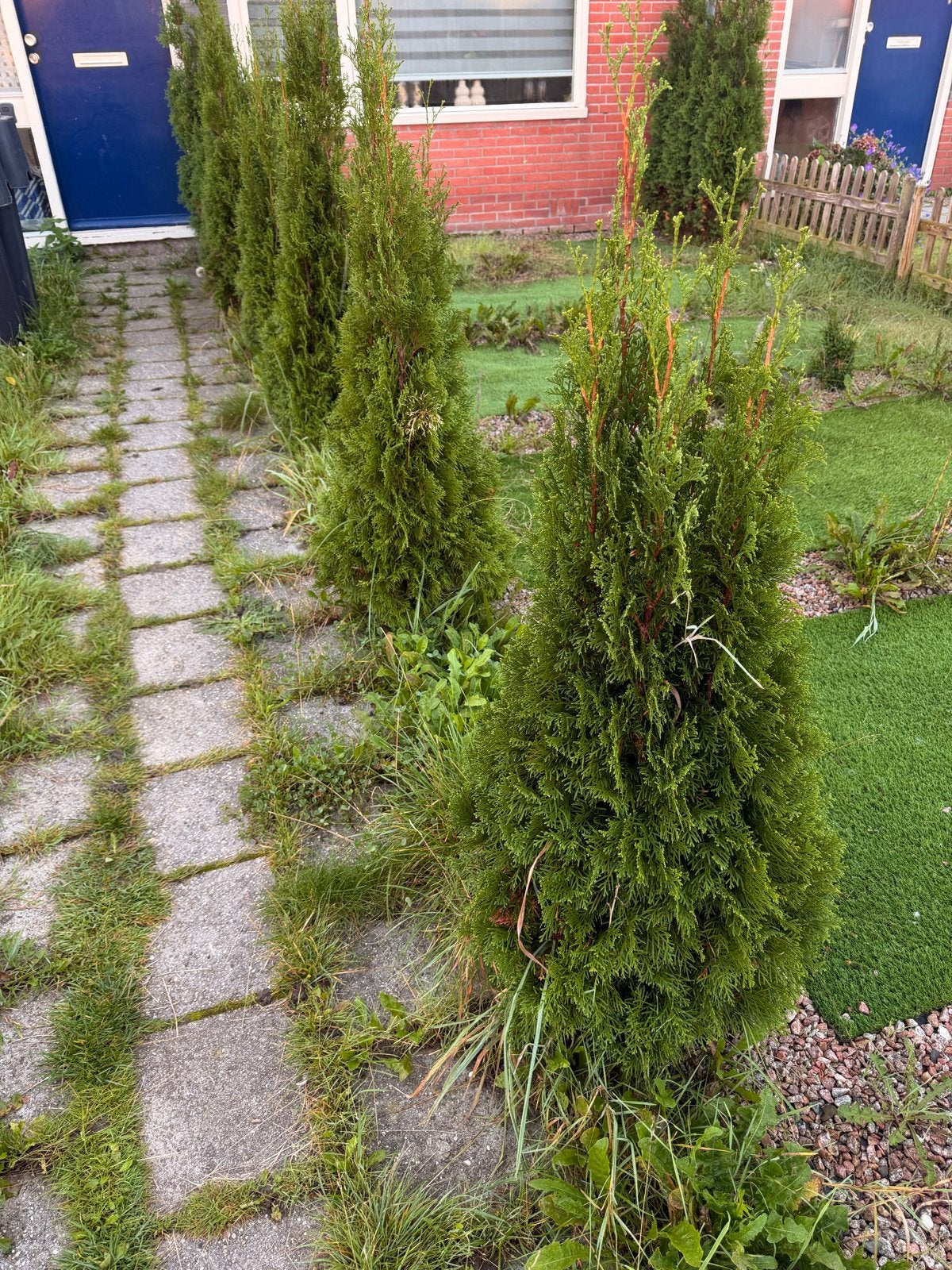 11 Coniferen voor tuin of haag, Bloeit niet, Overige soorten, 100 tot 250 cm, Ophalen