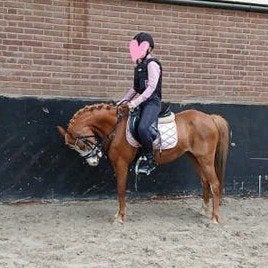 Brave welsh merrie en een jaarling welsh, Dieren en Toebehoren, Pony's, Merrie, Met stamboom, B, B pony (1.17m tot 1.27m)