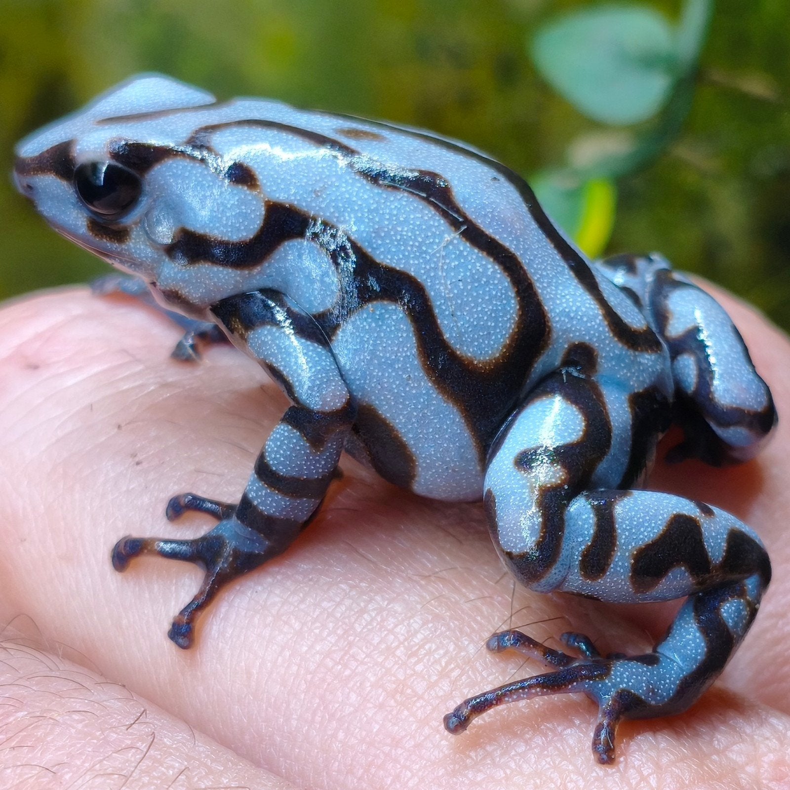 Dendrobates auratus, de mooiste varianten, Amfibie, 0 tot 2 jaar