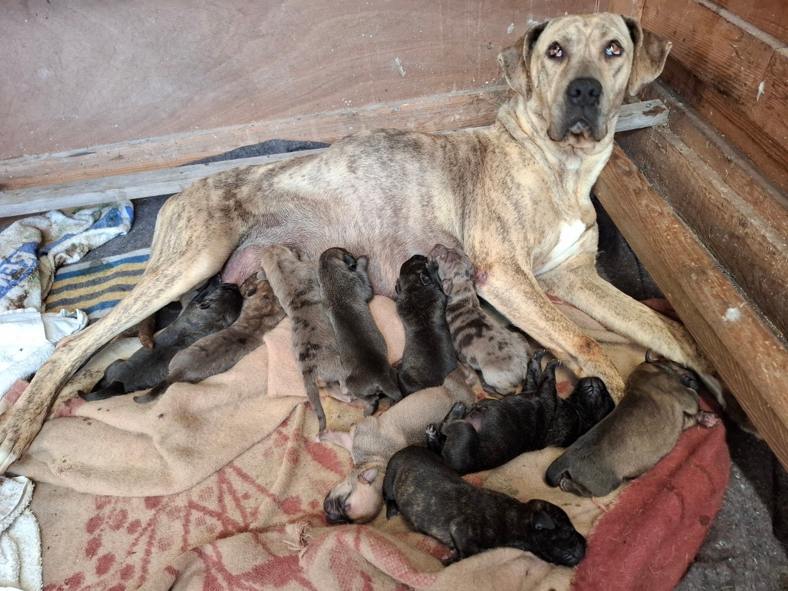 Mooie pups te koop!, Dieren en Toebehoren, 8 tot 15 weken, Meerdere, Meerdere dieren, Nederland
