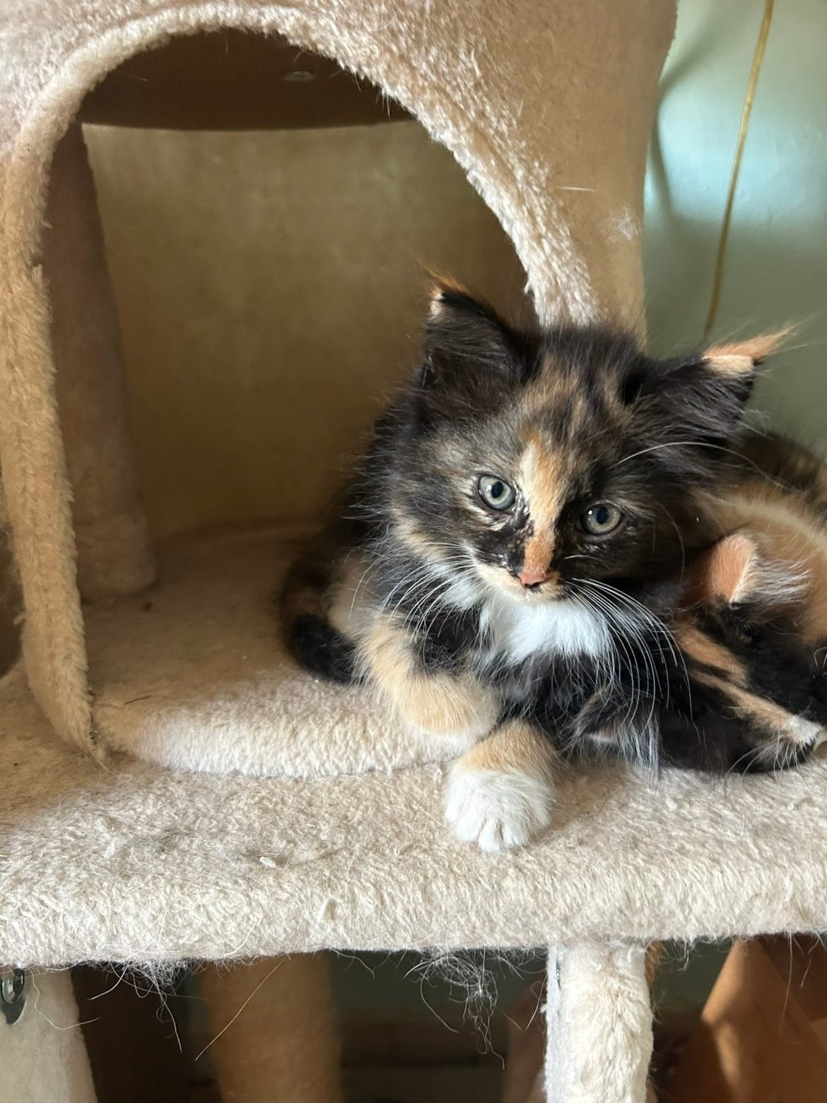 Lieve en sociale mainecoon kittens te koop, Meerdere dieren