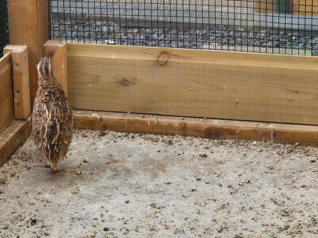 Japanse  kwartel, Dieren en Toebehoren, Mannelijk