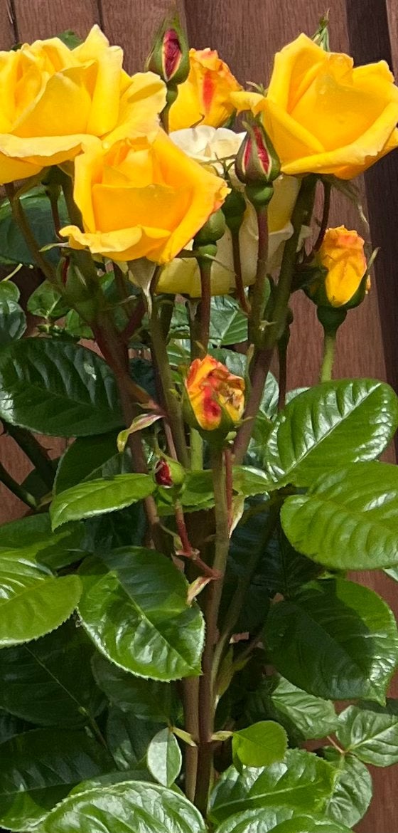 Planten ( roos), Ophalen of Verzenden, Minder dan 100 cm, Overige soorten, Zomer