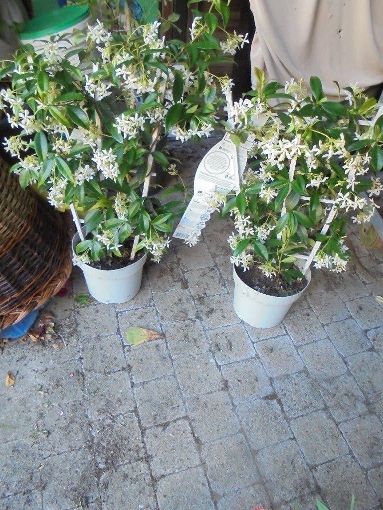 Jasmijn, Vaste plant, Ophalen of Verzenden, Halfschaduw, Klimplanten