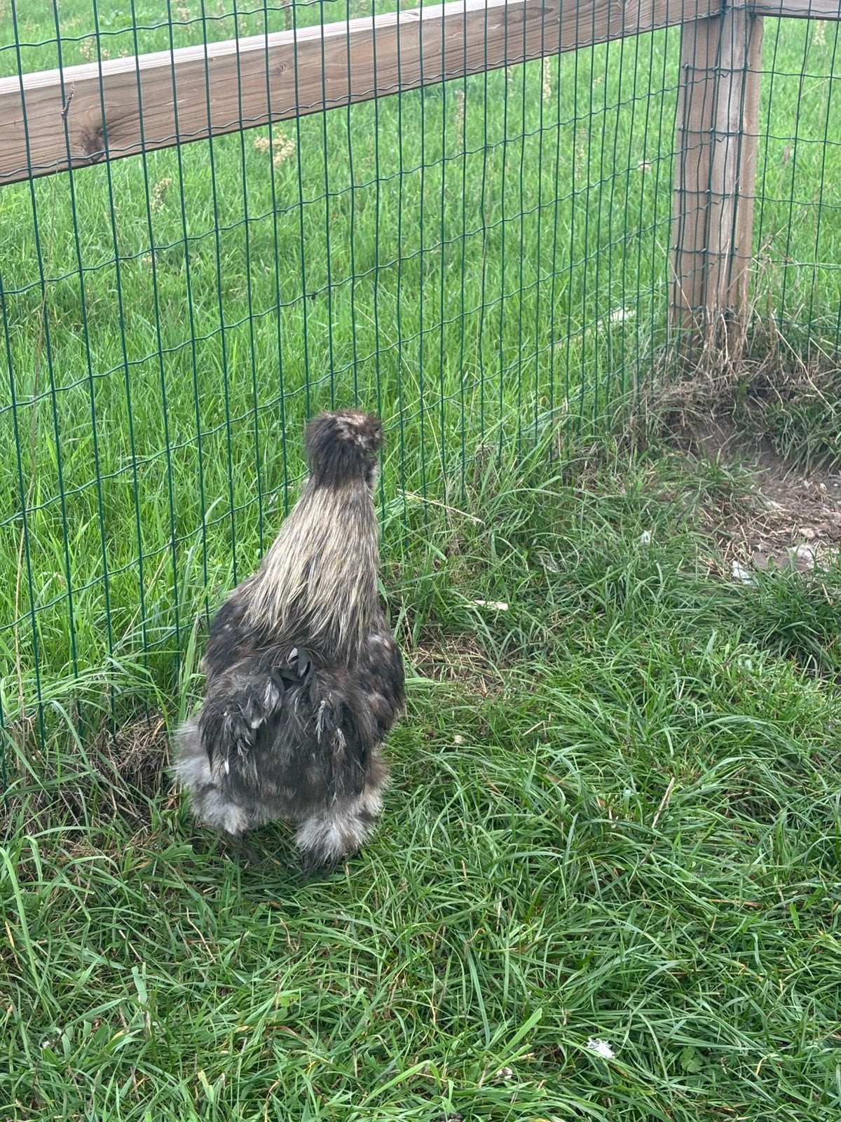 Prachtige zeidehoen haan, Dieren en Toebehoren, Mannelijk, Kip