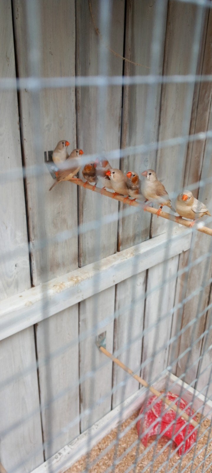 Zebravinkjes mannetjes en koppeltjes, Dieren en Toebehoren, Vogels | Overige Vogels, Meerdere dieren, Tropenvogel