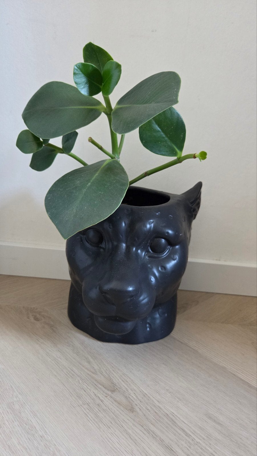 plantenpot panter, Ophalen, Halfschaduw, Minder dan 100 cm