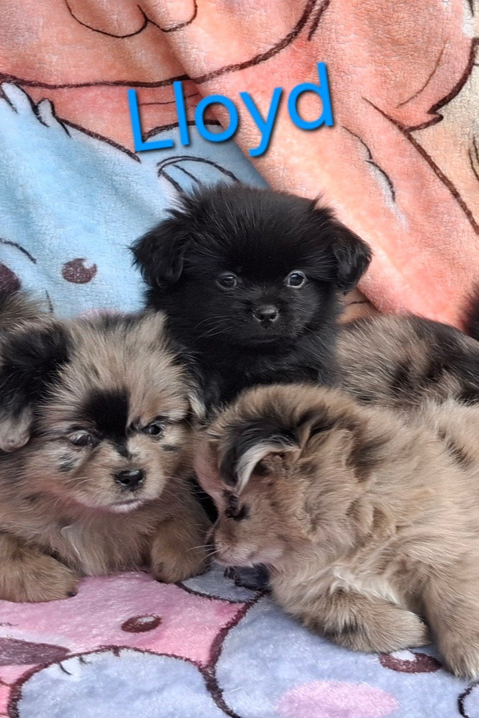 prachtige unieke Shiranian F1 pup reu (Shih Tzu x Pomeriaan), 8 tot 15 weken, Eén hond, Nederland, Particulier