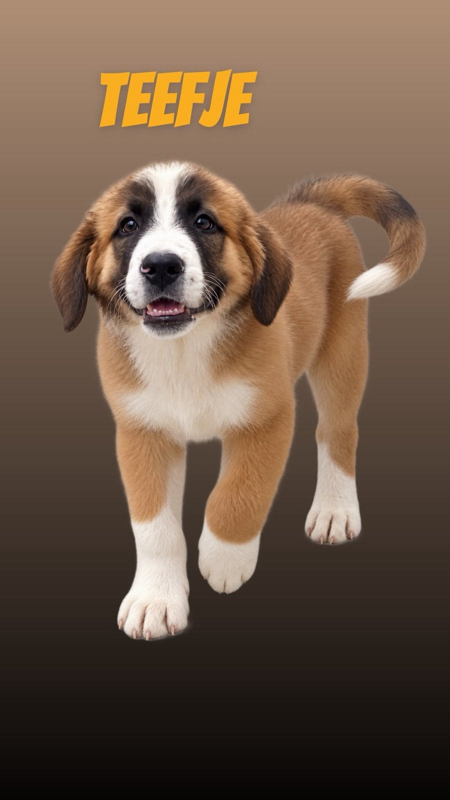 Prachtige pups berghond X sintbernard, Dieren en Toebehoren, Honden | Niet-rashonden, 8 tot 15 weken, Meerdere, Meerdere dieren