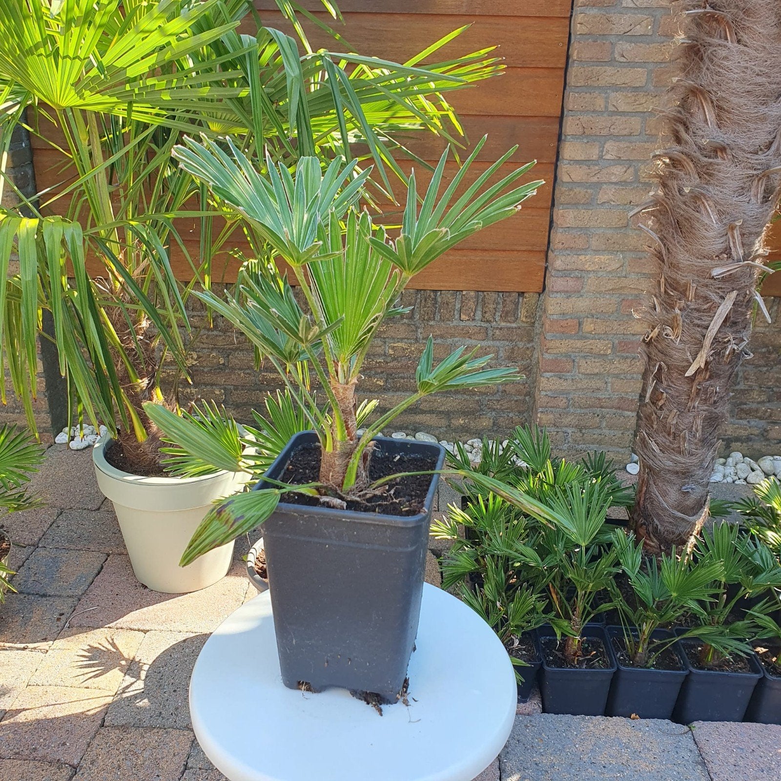 Trachycarpus Wagerianus palmboom - Diverse maten en potten, Ophalen, Overige soorten, Volle zon