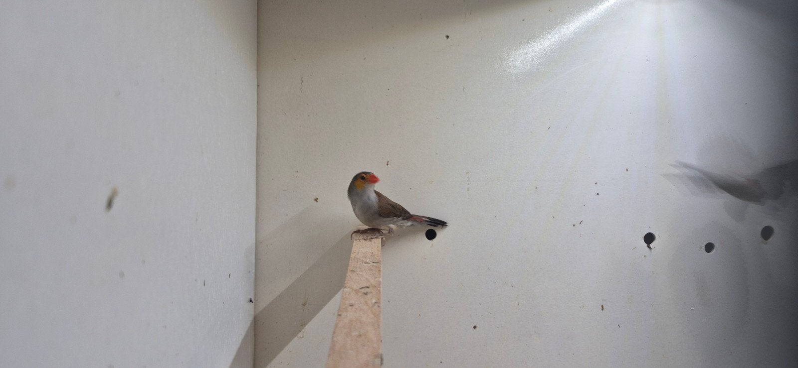 1-1 oranjekaakjes, Dieren en Toebehoren, Vogels | Overige Vogels, Meerdere dieren, Tropenvogel