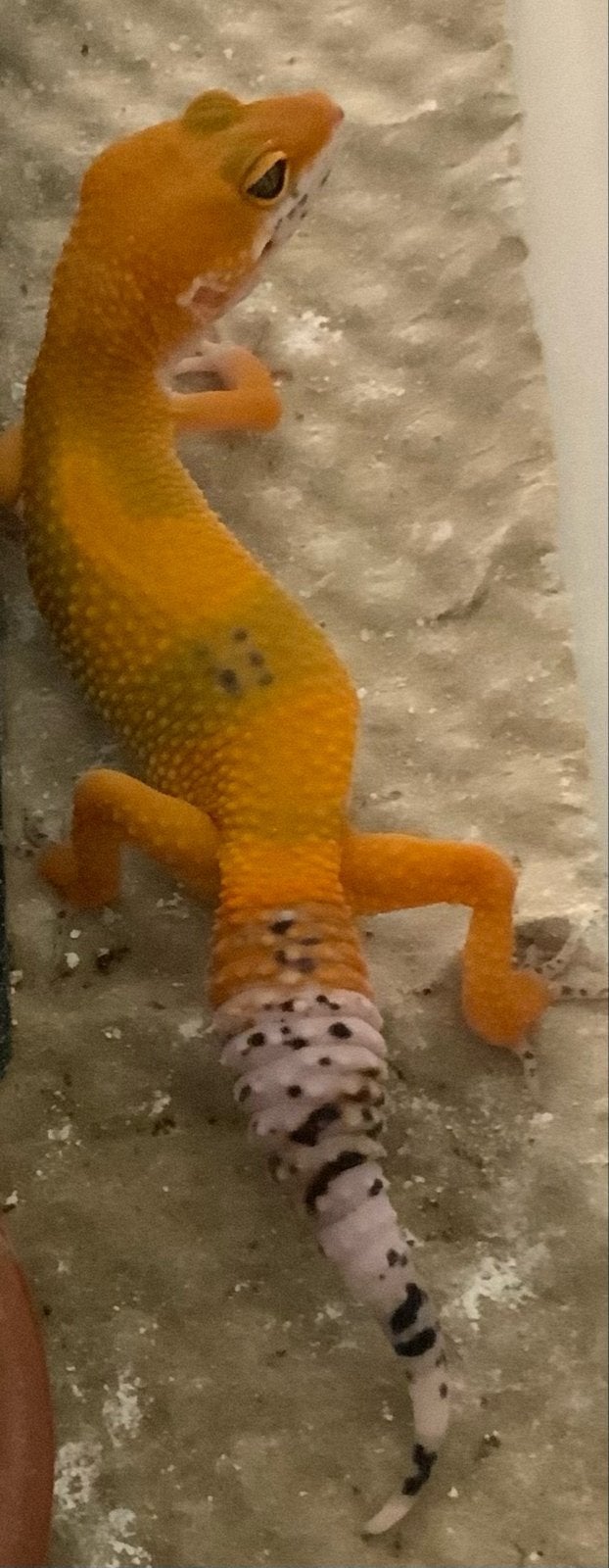 Plek voor jonge luipaard gekko’s Leopard Gecko - unknown for sale from Eindhoven noord